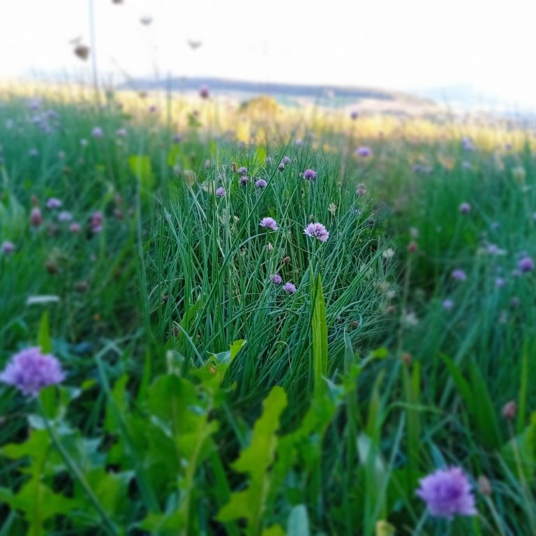 Spargelzeit Spargelgerichte Spargelzeit Spargelgerichte